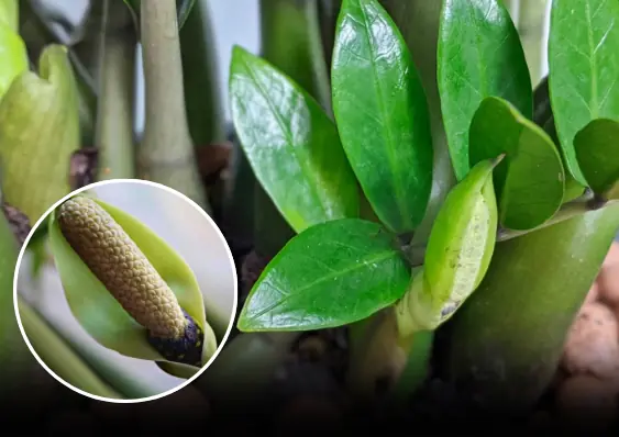 เคล็ดลับดูแลต้นเงินให้หน่ออ่อนมากช่วงตรุษจีนนำโชคลาภมาสู่บ้านปีใหม่