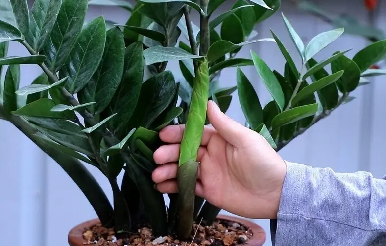 ปลูกต้นกวักมรกตอย่างไรให้แตกหน่อรัว ๆ เงินเข้าไม่หยุด? เคล็ดลับที่คนรวยเขาทำกันแบบนี้!