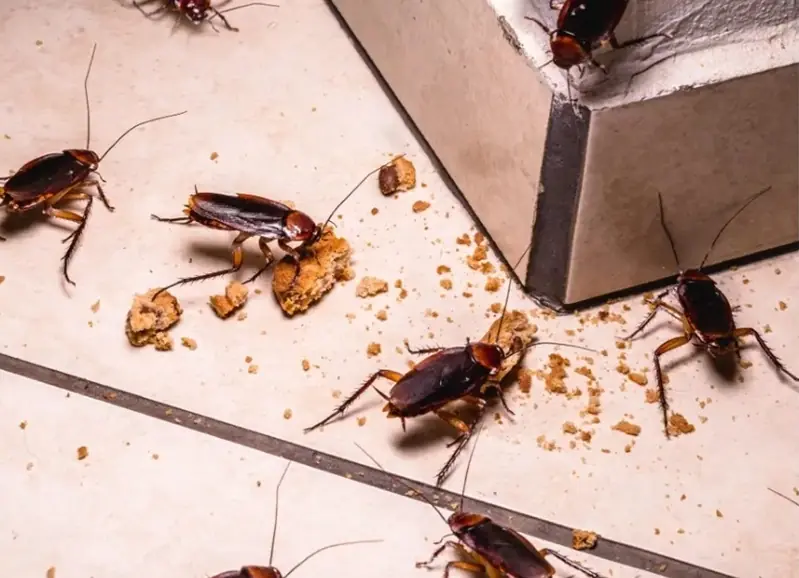 9 วิธีไล่แมลงสาบออกจากบ้านอย่างถาวร โดยไม่ใช้สารเคมี