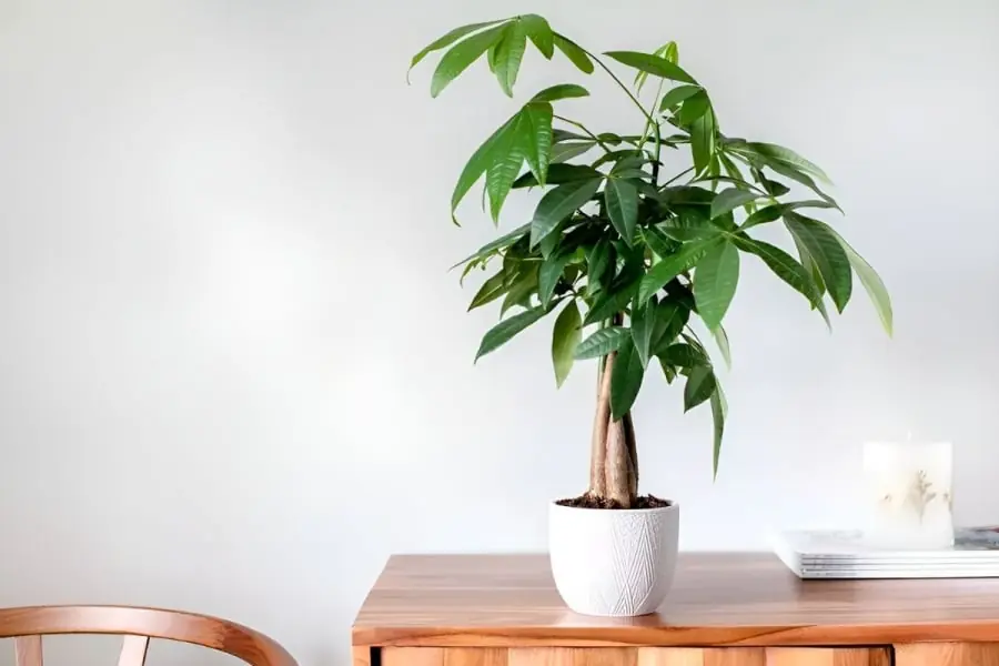 ไม้ประดับฮวงจุ้ย 3 ชนิด ที่นำมาซึ่งความสุข ความโชคดี และความมั่งคั่งอย่างยั่งยืน