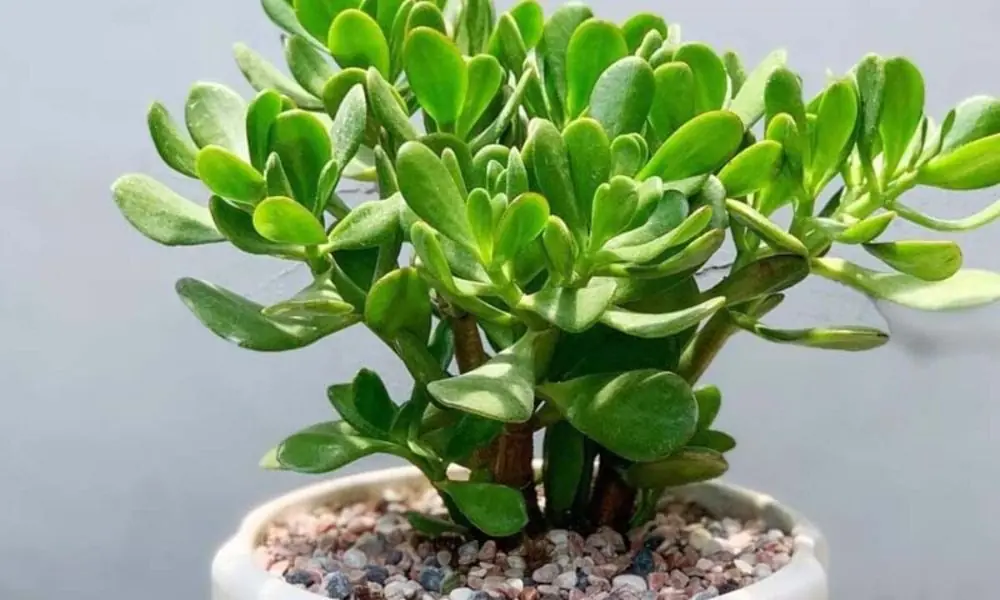 6 ชนิดของต้นไม้มงคล ช่วยดึงดูดทรัพย์สินและความมั่งคั่งเข้าสู่บ้าน