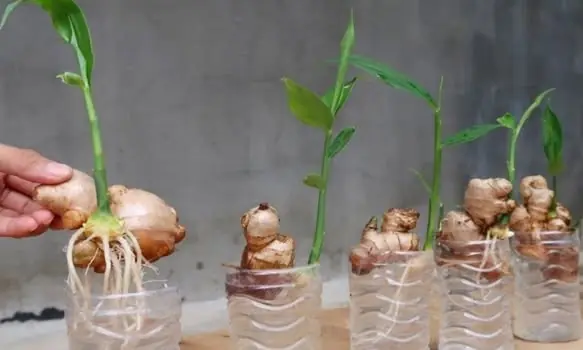 อย่ามองข้ามขิง – ปลูกไว้ในบ้านเพื่อรับ ‘ประโยชน์สองต่อ’!