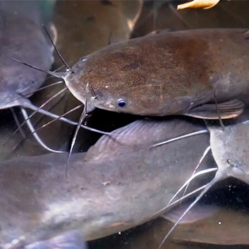 ขนลุก! 3 ชนิดปลาราคาถูกที่คนไทยนิยมซื้อ แต่หมอเตือน “ต้องระวังเป็นพิเศษ”