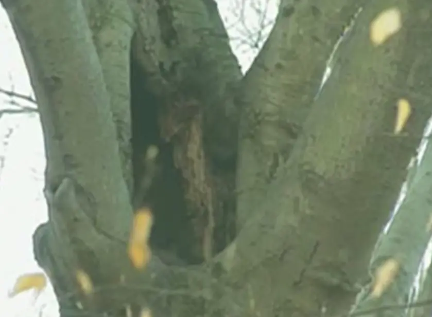 ตำรวจตะลึง! ค้นพบความลับในลำต้นไม้กลางป่า เชื่อมโยงโจรปริศนา