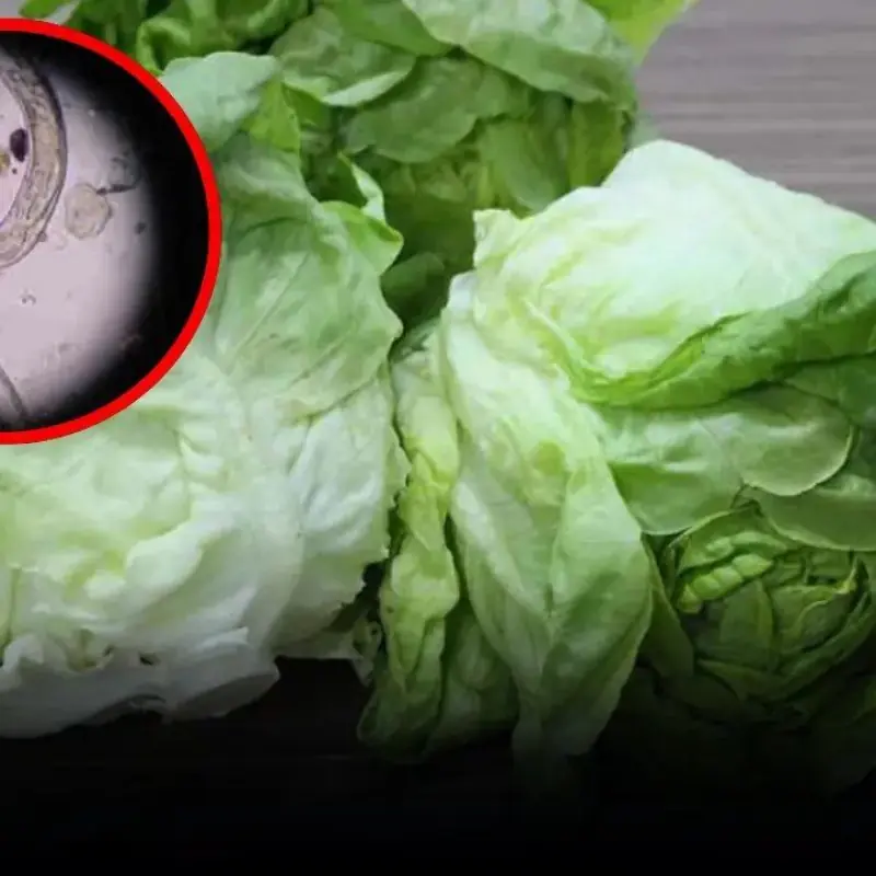 ผัก 8 ชนิด ที่มีแนวโน้ม ดูดซับสารเคมี และอาจปนเปื้อน ปรสิตจำนวนมาก ซึ่งหลายคนไม่เคยรู้มาก่