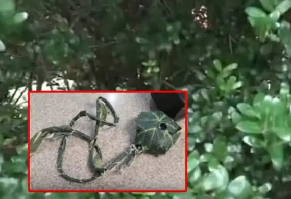 เห็นแล้วหน้าซีด "สิ่งแปลกปลอม" ในพุ่มไม้ ตร.เห็นแล้วรีบแจ้งเตือนทุกคน!