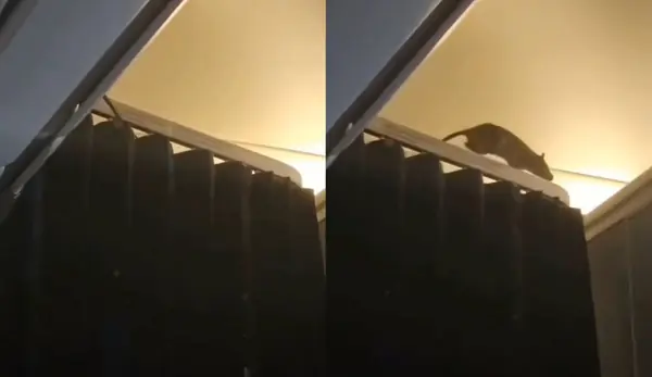 หนูวิ่งวุ่นในห้องโดยสารเครื่องบิน ผู้โดยสารกว่า 250 คนตกตะลึงติดค้างบนเครื่อง