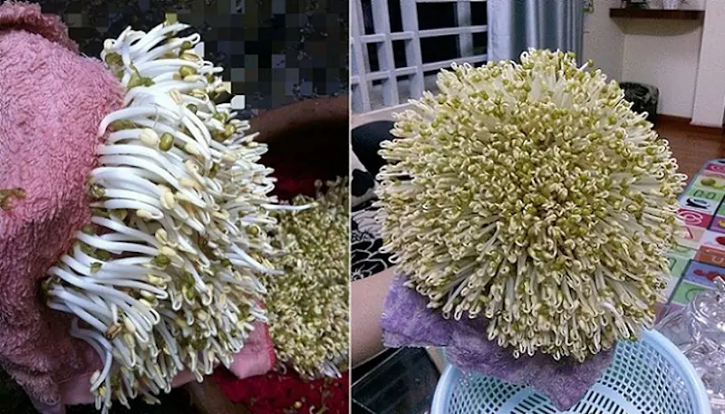 วิธีทำถั่วงอกถั่วเหลืองแบบง่าย ๆ อุดมด้วยสารอาหาร ทำเองได้ที่บ้าน