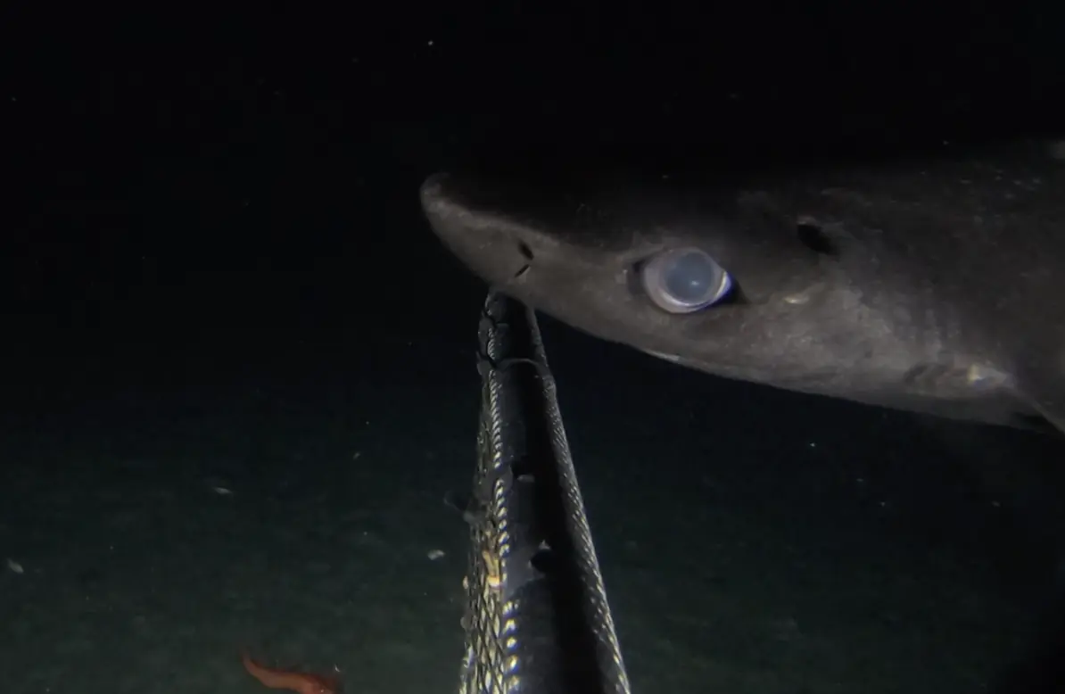 เมื่อนักวิทยาศาสตร์หย่อนกล้องลงไปลึกถึง 1,067 เมตร ใต้ก้นทะเล พวกเขาก็สามารถบันทึกภาพที่ไม่