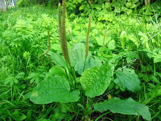 พืชป่าชนิดหนึ่งที่ขึ้นเองตามแปลงผัก ถูกขนานนามว่า “หญ้าบำรุงไต” ผู้สูงอายุจำนวนมากนิยมข