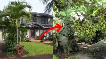 4 ต้นไม้มงคล “เรียกทรัพย์” บ้านไหนปลูกถือว่าดีมาก ต่อให้ไม่ร่ำรวยก็อยู่ดีมีสุข ตัดทิ้งอาจ