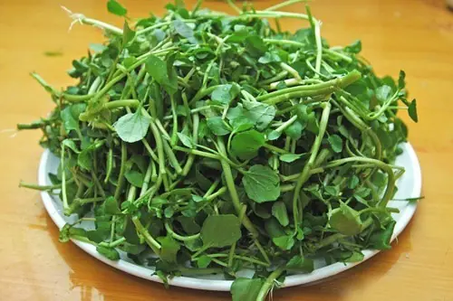 ผักชนิดหนึ่งที่ทั่วโลกยกย่อง ช่วยสนับสนุนการป้องกันม.ะเ.ร็.ง ราคาถูกเหมือนแจกฟรีในตลาดเว