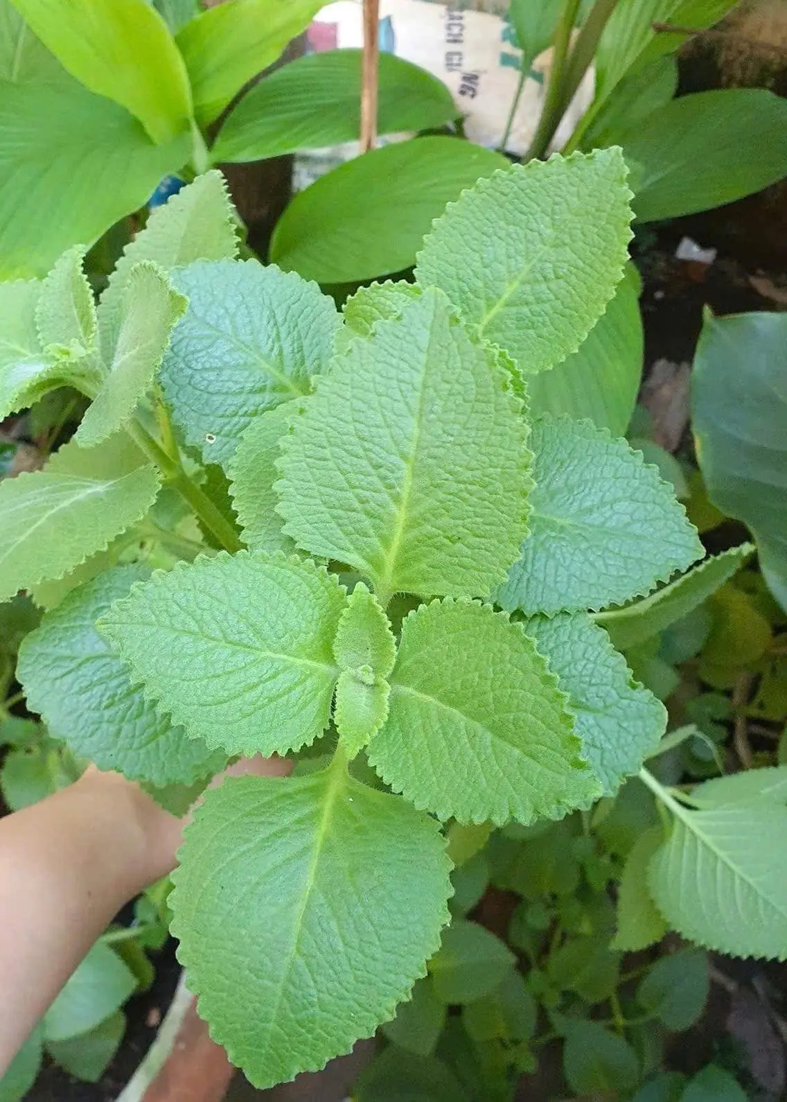 นึกว่าเป็นแค่ต้นไม้รกไร้ค่า ที่แท้คือสมุนไพรล้ำค่าที่หลายคนกำลังมองข้าม