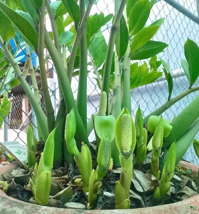 ปลูก “ว่านมรกต” อย่างไรให้แตกหน่อรัว ๆ  เคล็ดลับดูแลง่าย