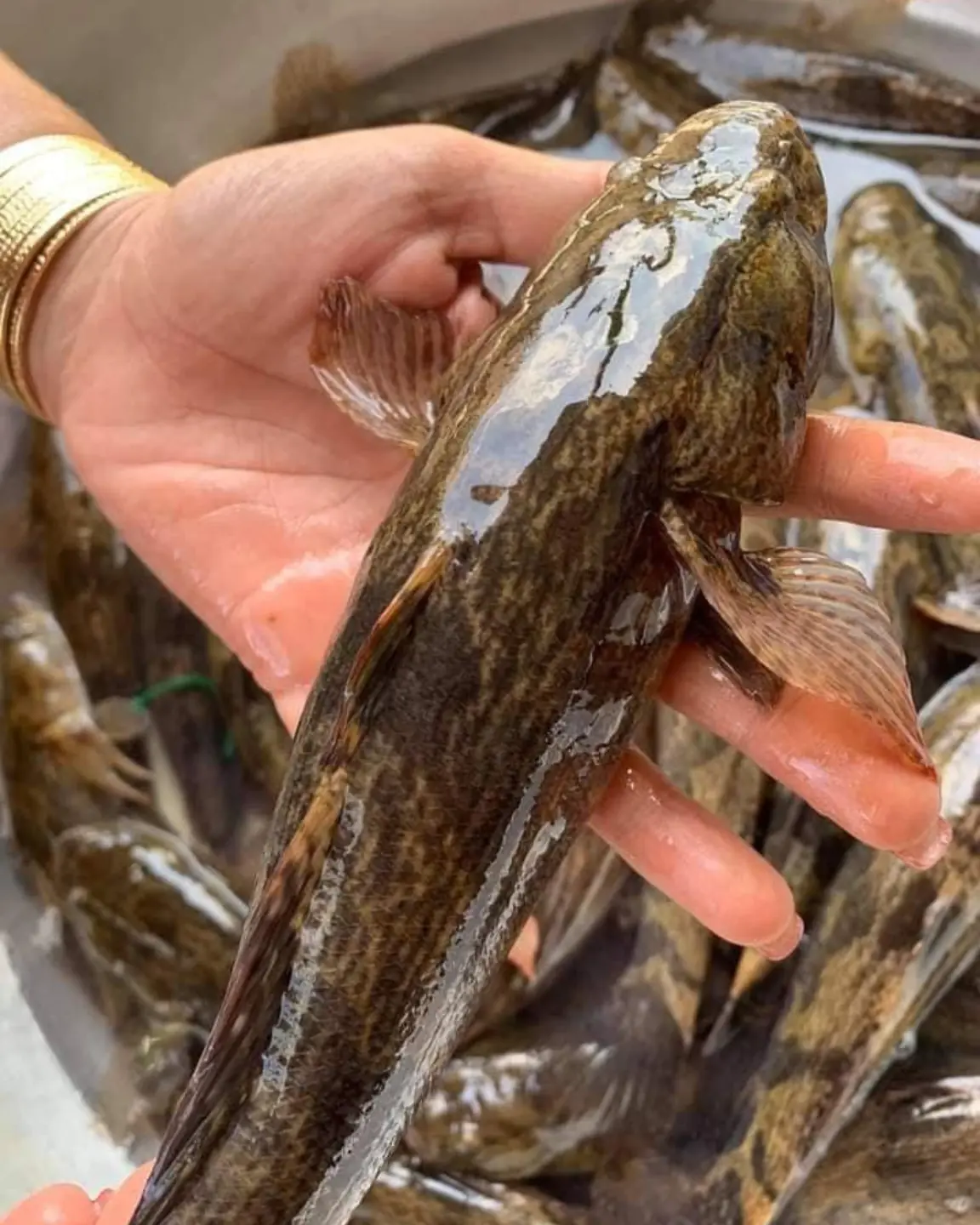 ปลา 4 ชนิดที่ไม่สามารถเพาะเลี้ยงได้ เนื้ออร่อย ไม่คาว เจอแล้วอย่าเสียดายเงิน ควรซื้อไว้กิ