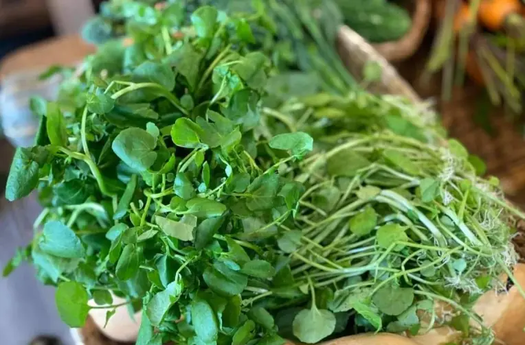 ผักวอเตอร์เครส ผักใบเขียวธรรมดาแต่คุณค่าสูง นักวิจัยพบสารช่วยลดความเสี่ยงมะเร็ง