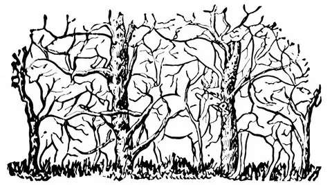 สัตว์ตัวแรกที่คุณมองเห็น จะเผยสิ่งที่น่าทึ่งเกี่ยวกับบุคลิกภาพของคุณ
