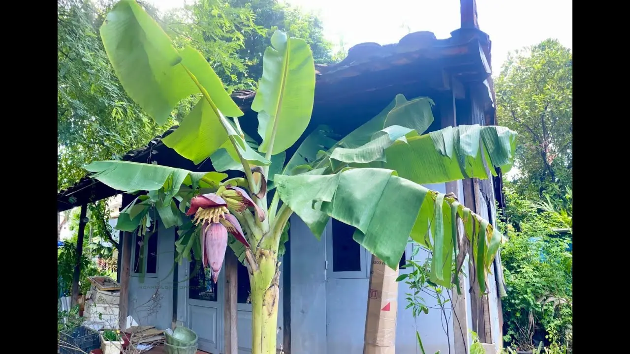 อย่าปลูกต้นไม้ 3 ชนิดนี้ไว้หน้าบ้าน ไม่เช่นนั้นจะมีความเสี่ยงเป็นหนี้สินและลำบาก