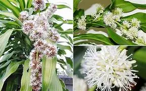 ถ้าไม้ 6 ชนิดนี้ออกดอก ต่อให้ไม่รวยก็จะได้รวย