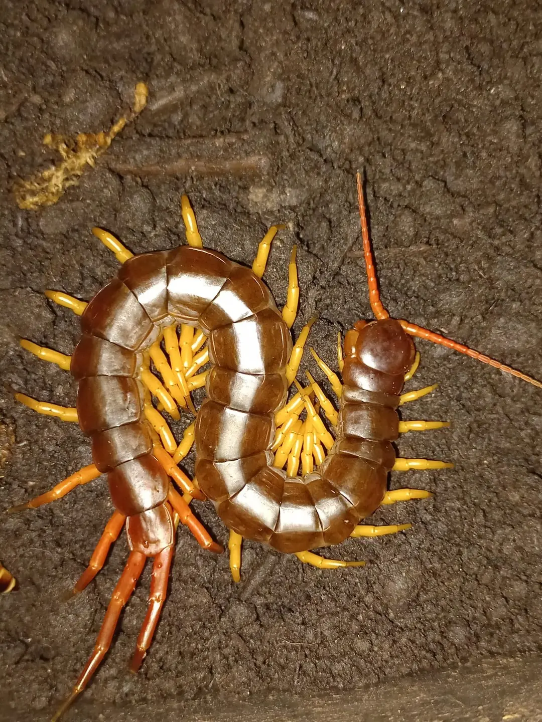 เหตุผลที่ตะขาบเข้ามาในบ้าน และวิธีไล่พวกมันให้ ‘ไปแล้วไม่กลับมาอีก’