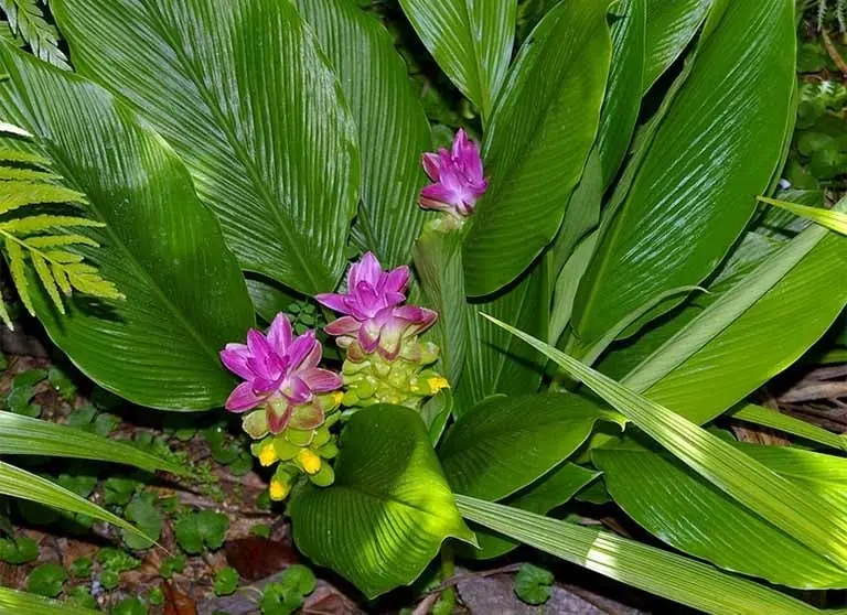 หัวพืชชนิดหนึ่งที่ช่วยให้ตั.บขับสารพิษ และลดอาการอักเสบได้อย่างมีประสิทธิภาพ