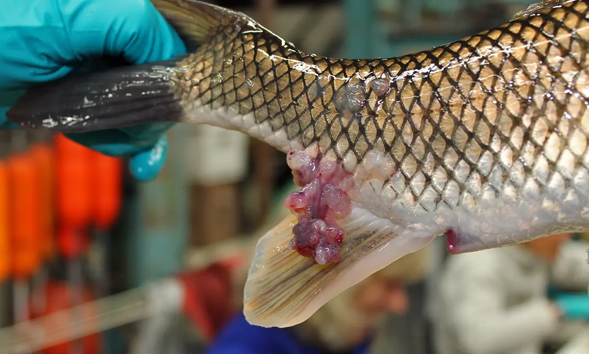 5 ส่วนของปลา ที่มีสารปรอทสูง หลายคนไม่รู้แต่ยังกินอยู่