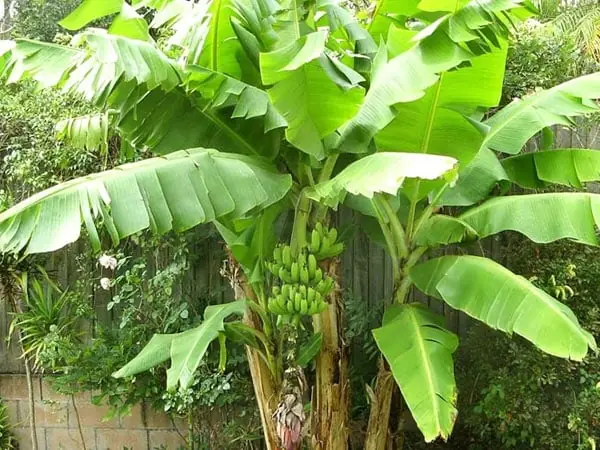 เหตุใดคนโบราณจึงปลูกต้นไม้แบบ “หน้าบ้านปลูกหมาก หลังบ้านปลูกกล้วย” ความหมายลึกซึ้งที่หล