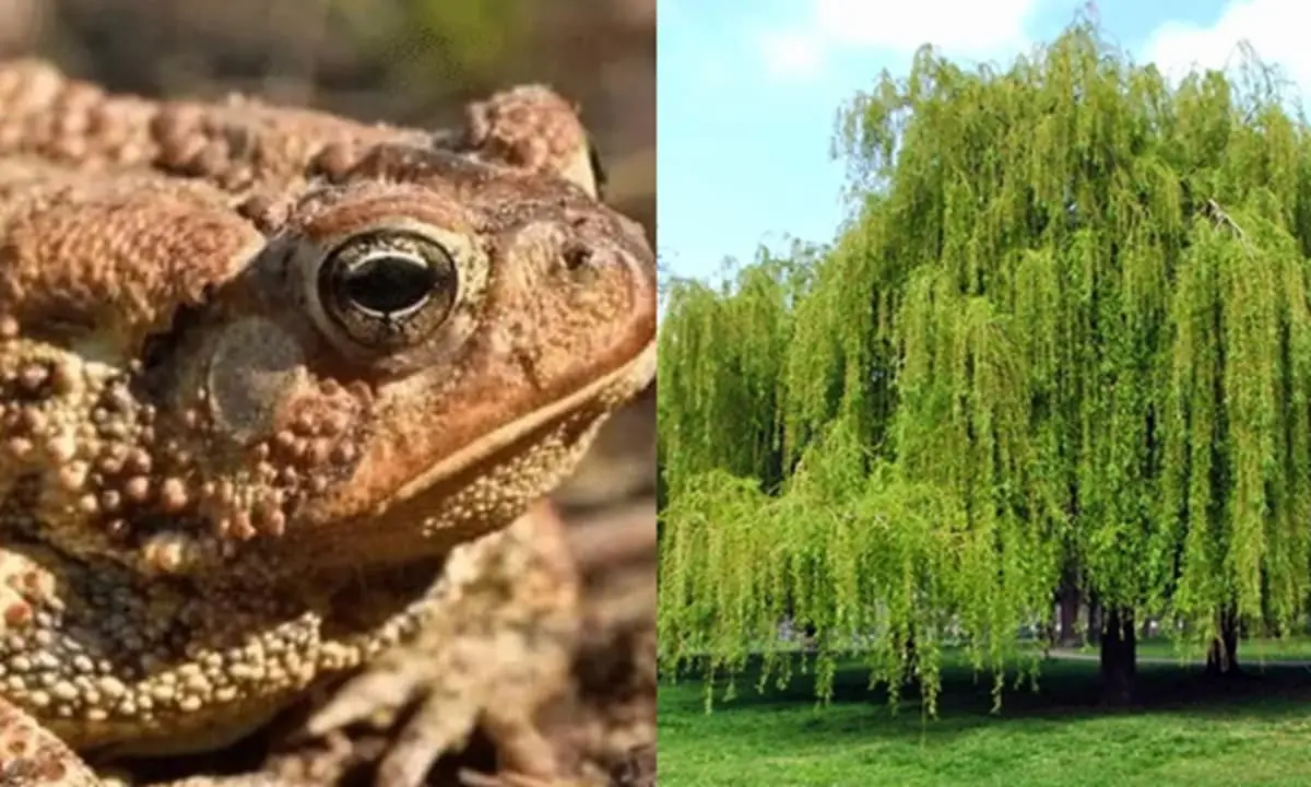 สุภาษิตโบราณกล่าวไว้ว่า “ไม่กลัวคางคกเข้าบ้าน กลัวเพียงต้นไม้สามชนิดหน้าประตู” แล้วต้นไ