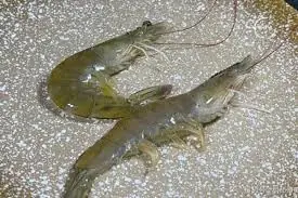 พ่อค้าอาหารทะเลที่ขายมานานเผยวิธีแยกแยะกุ้งเลี้ยงกับกุ้งธรรมชาติอย่างแม่นยำ ไปตลาดแค่