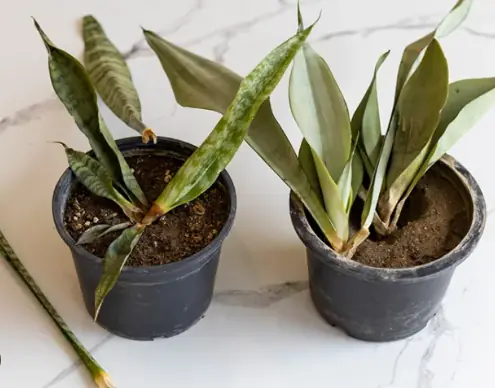 4 ต้นไม้ประดับ “ทำลายฮวงจุ้ยการเงิน” ไม่ควรวางผิดห้อง