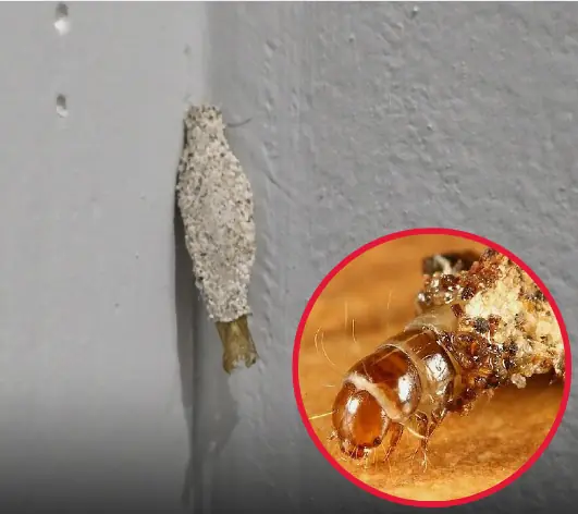 พบ “ถุงเล็กทรงรี” ติดตามผนังบ้าน อย่ามองข้าม อันตรายมากกว่าที่คิด