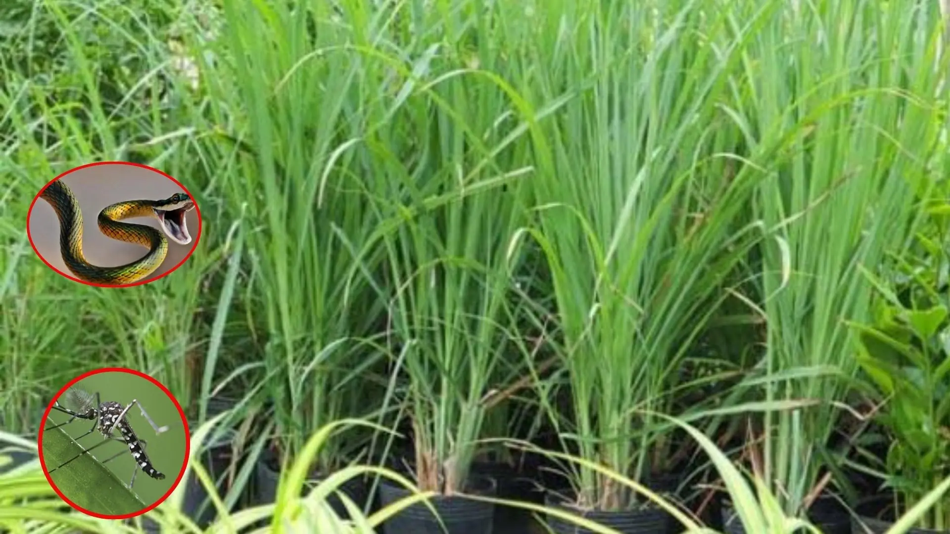 ทั้งยุงและงูต่างก็ “หว.าดก.ลัว” พืชชนิดนี้ ยิ่งปลูกไว้รอบบ้านมากก็ยิ่งอุ่นใจ