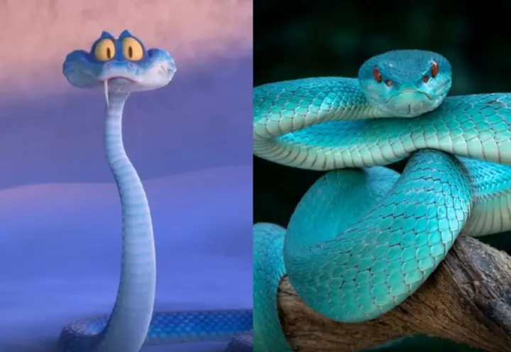 เตือนระวัง "งูสีฟ้า" คนแห่เลี้ยงตามกระแส Zootopia 2 แท้จริงคืออสรพิษอันตราย มีพิษร้ายแรง