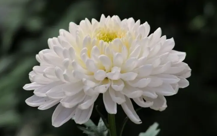 ดอกไม้ 5 ชนิดที่เชื่อกันว่านำ “โชคร้าย” ควรหลีกเลี่ยงการปักประดับในบ้านช่วงปีใหม่ 2026