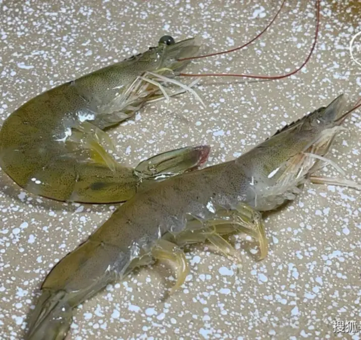 ไปซื้อกุ้งต้องรู้! “กุ้งตรง” vs “กุ้งโค้ง” ต่างกันยังไง เรื่องนี้มีผลทั้งความสดและความปลอด
