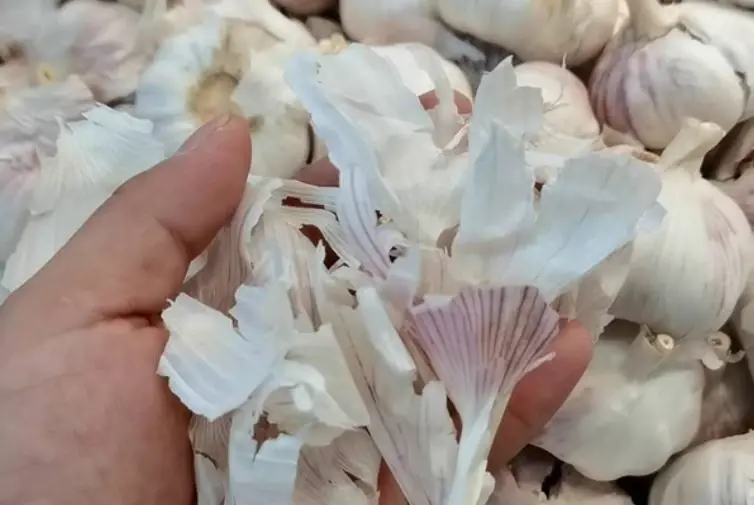 สมบัติล้ำค่าในครัว: เปลือกกระเทียมกับ 5 ประโยชน์สุดอัศจรรย์ที่หลายคนคาดไม่ถึง