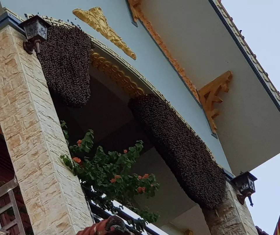 สัตว์ 4 ชนิดนี้เข้าบ้าน เทพเจ้าแห่งโชคลาภมาเยือน ยิ่งอยู่นานยิ่งเงินทองเพิ่มพูน