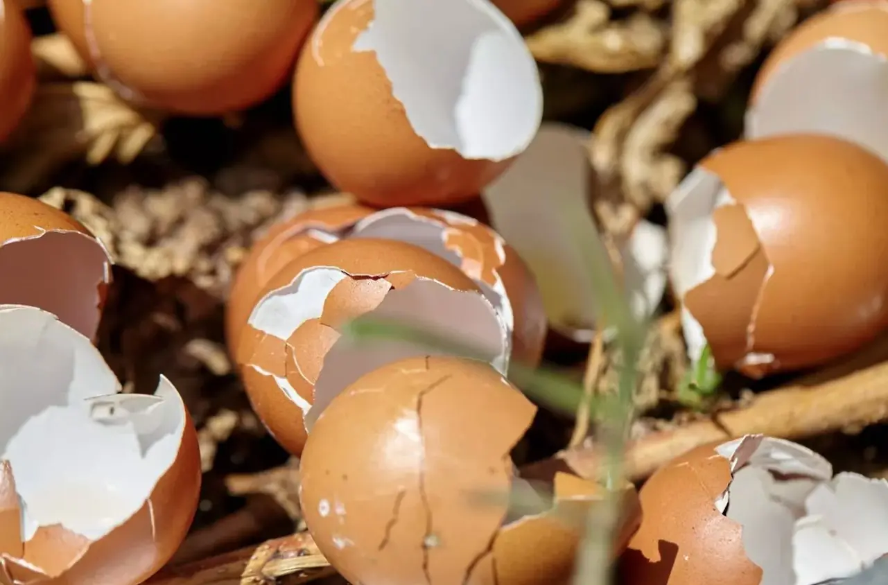 โปรยสิ่งนี้ลงในสวนช่วงฤดูหนาว ศัตรูพืชหนีหาย พืชผลงอกงามสดใสกว่าที่เคย