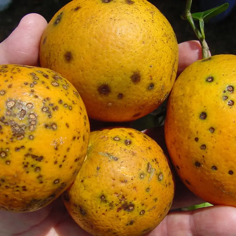 จริงหรือมั่ว? จุดดำบนผลไม้ อาจเป็นเชื้อราทำร้ายตั.บและไ.ต