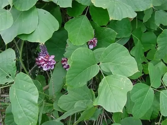 พืช 5 ชนิดที่ช่วยไล่งู ควรปลูกไว้ติดบ้าน