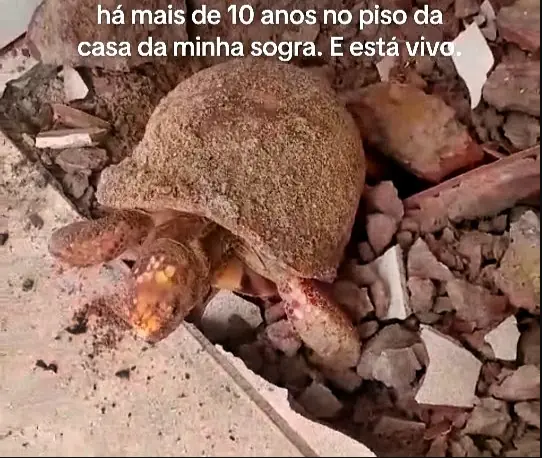 ทุบพื้นบ้านเพื่อซ่อมแซม ครอบครัวช็อก! พบสิ่งมีชีวิตที่ยัง “มีชีวิตอยู่” ใต้พื้นมานานกว่า 