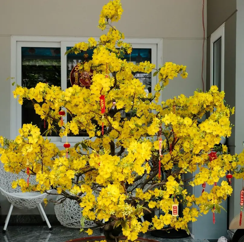 5 ต้นไม้ฟอกอากาศ เสริมพลังดีในบ้าน ปลูกไว้ในบ้านแล้วบรรยากาศเปลี่ยนแบบรู้สึกได้