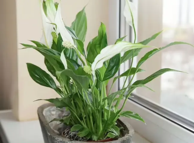 ต้นปีนี้ ลองปลูก 3 ต้นไม้ยอดนิยม ช่วยให้อากาศในบ้านสดชื่นขึ้น