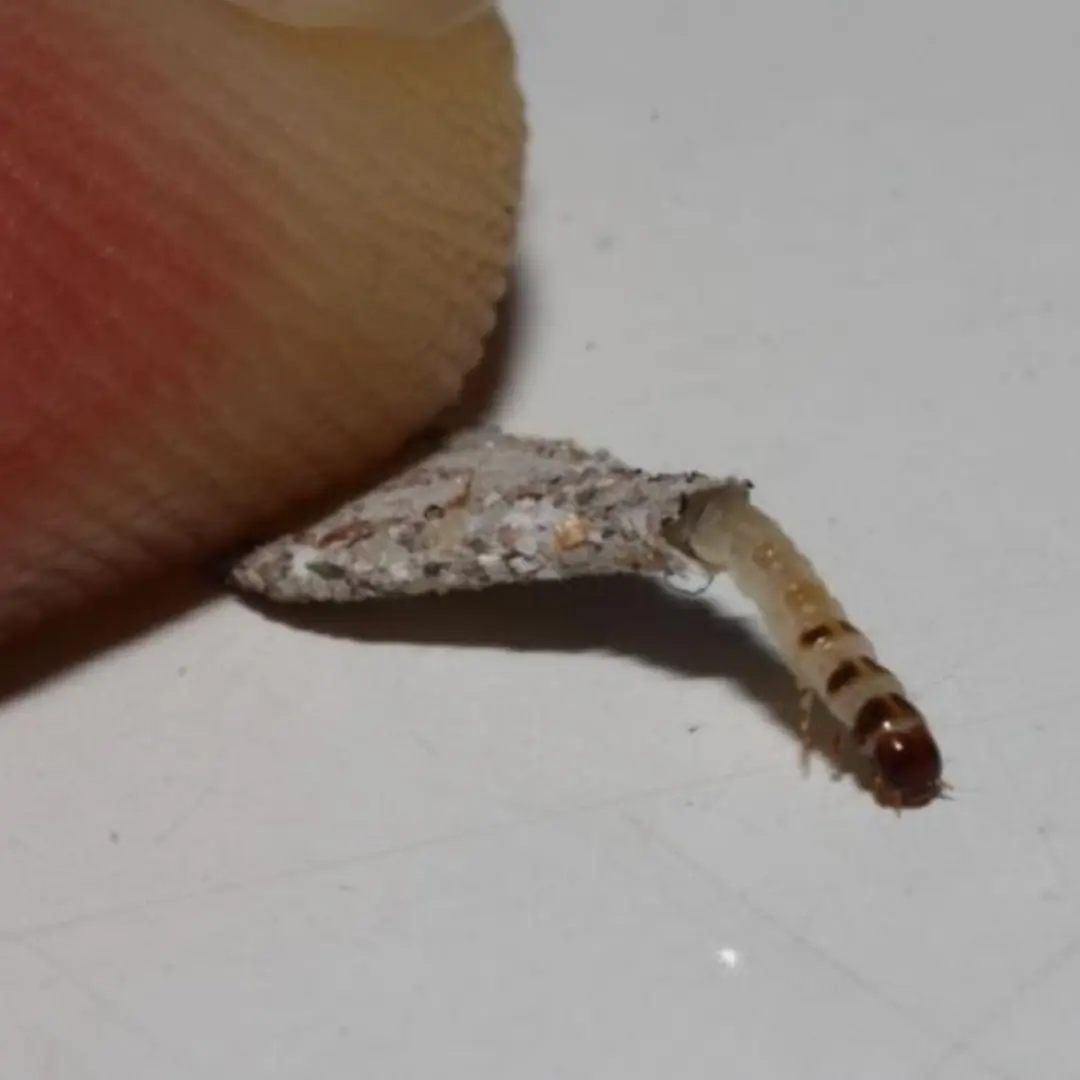 ถุงเล็ก ๆ บนผนังคืออะไร? ความจริงคือ “หนอนแมลงกินผ้า” ที่หลายบ้านมองข้าม