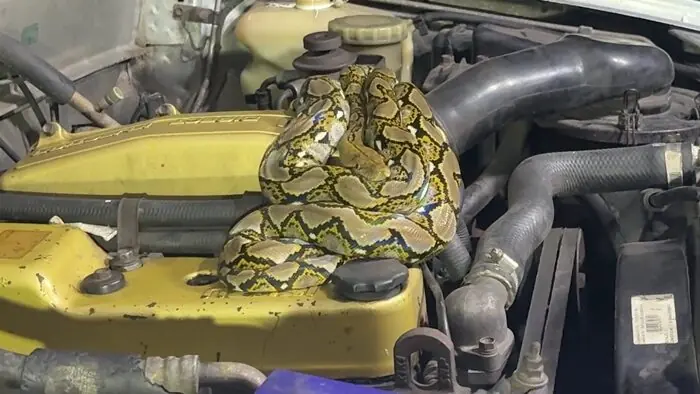 ปกติไม่เคยซื้อหวย แต่งวดนี้อดใจไม่ไหว งูเหลือม นอนขดใต้ฝากระโปรงรถ