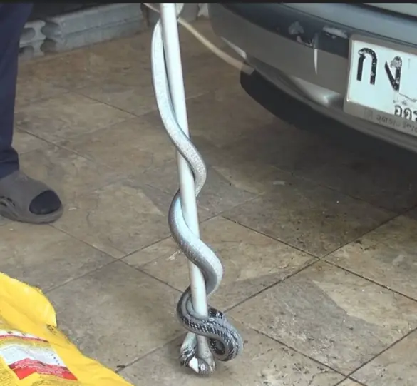 เจ๊แต๋ว สาวแม่บ้าน เล่านาทีหมาเห่าเพราะเห็นงูเลื้อยเข้าบ้าน ก่อนจับได้หน้าป้ายทะเบียนรถ