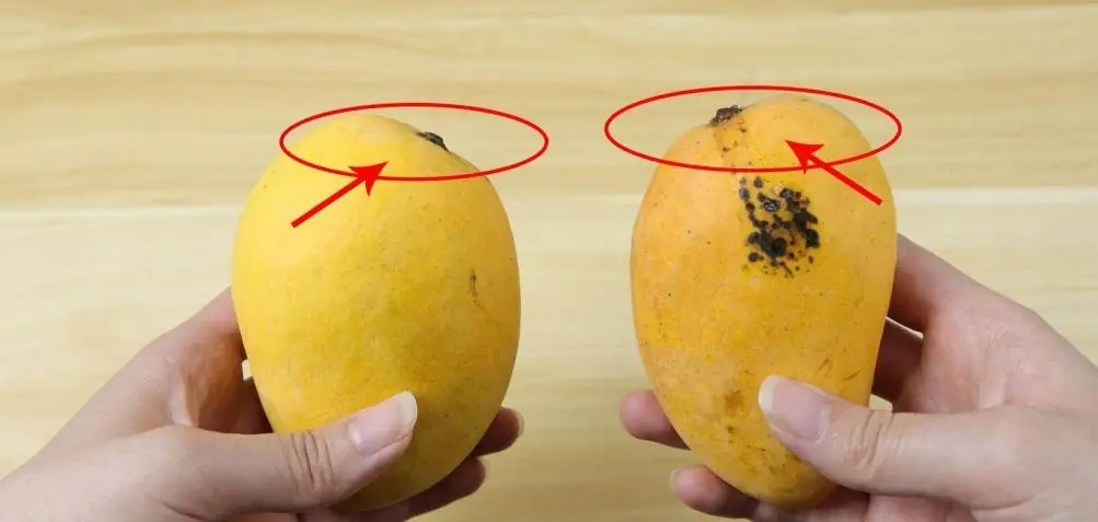 อยากกินมะม่วงสุกที่หวานอร่อยและสดใหม่ ลองสังเกต 5 จุดสำคัญนี้ก่อนตัดสินใจซื้อ