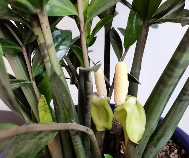 “ต้นเงิน” ที่มีต้นกำเนิดจากแอฟริกา แต่กลับกลายเป็นต้นไม้มงคลยอดนิยมทั่วเอเชีย เชื่อกันว