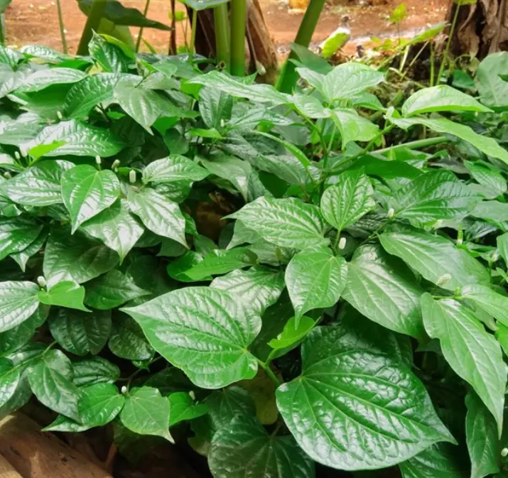 อย่าปลูกต้นไม้ชนิดนี้ในบ้านไม่ว่าจะด้วย เหตุผลใดๆ คุณจะต้องเสียใจ