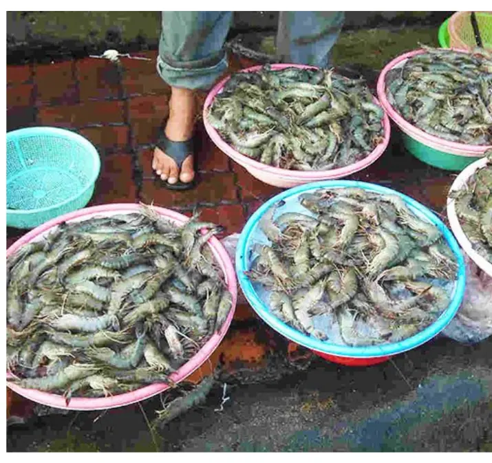 เตือนแรง! ไปตลาดอย่าซื้อ “กุ้ง 4 แบบนี้” เด็ดขาด ระวังอันตรายถึง สุขภาพ